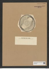 Cerataulus kinkerii A. Schm. (de-Toni-Nr.: Genus 173, Species 4455) Zeichnungen Sammlung Grunow Nr. 8021 (NHMW-BOT-W0377326)